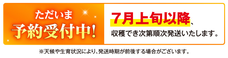 ただいま予約受付中！7月上旬以降、収穫でき次第順次発送いたします。