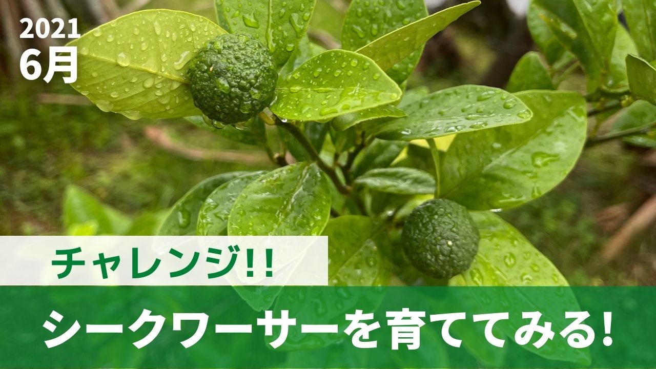 シークワーサーを育ててみる!(2021年6月) - 沖縄シークヮーサー本舗