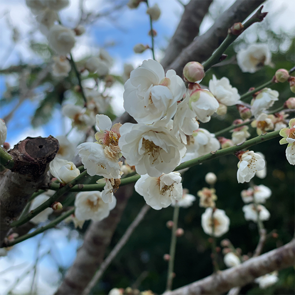 梅の花