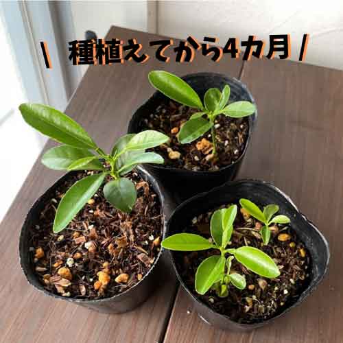 シークワーサーの栽培記 沖縄シークヮーサー本舗