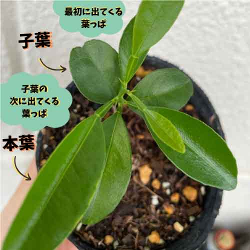 シークワーサーの栽培記 沖縄シークヮーサー本舗