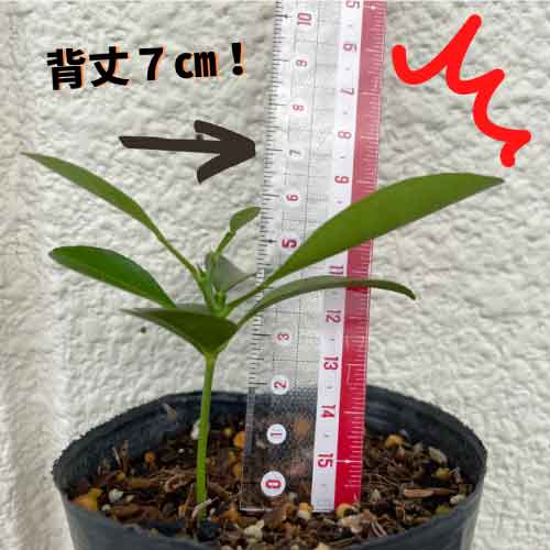 シークワーサーの栽培記 沖縄シークヮーサー本舗