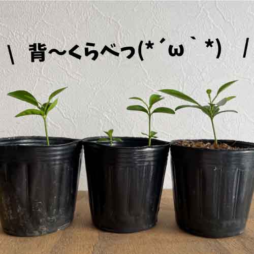 シークワーサーの栽培記 沖縄シークヮーサー本舗