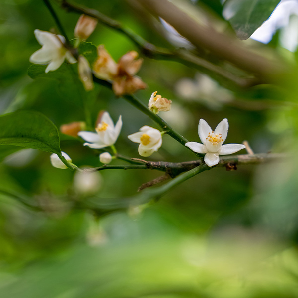 シークワーサーで ちむどんどん 花が咲きました 沖縄シークヮーサー本舗