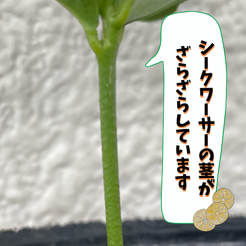 シークワーサーの栽培記 沖縄シークヮーサー本舗