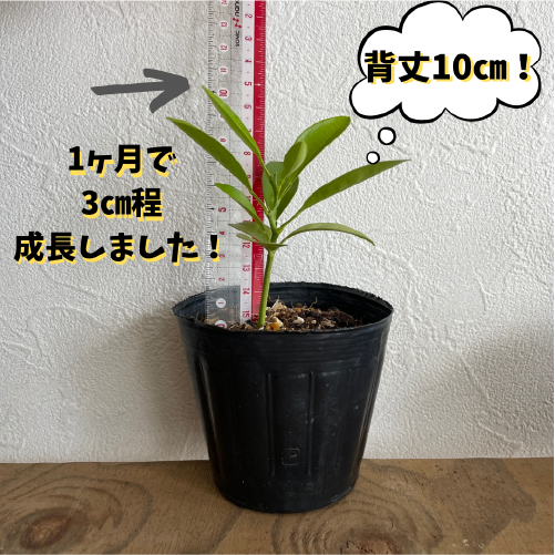 シークワーサーの栽培記 No 3 発芽 種 育て方 沖縄シークヮーサー本舗