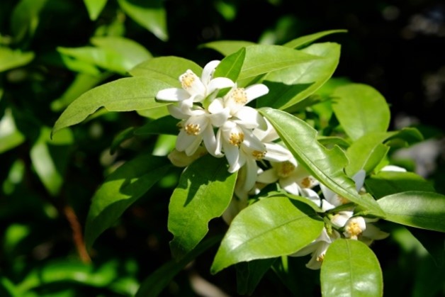 すだちの花