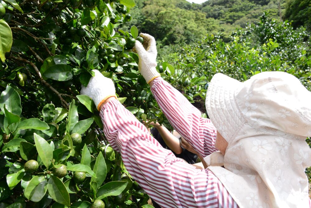 沖縄の農園で収穫作業を行う生産者の方々
