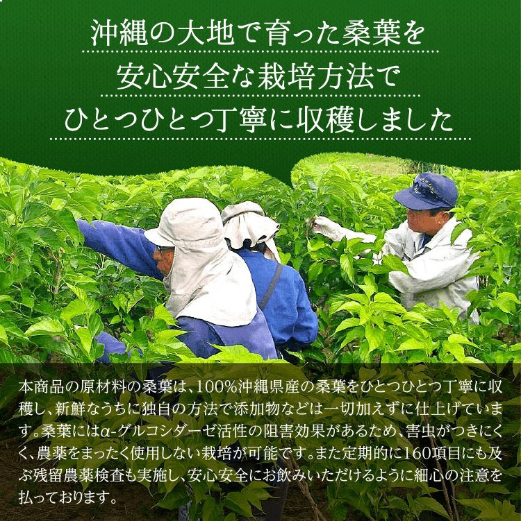 桑畑