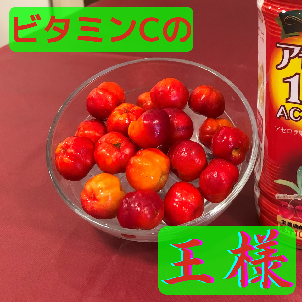 【ビタミンCの王様】アセロラ果実は日本で唯一沖縄が生産地！！