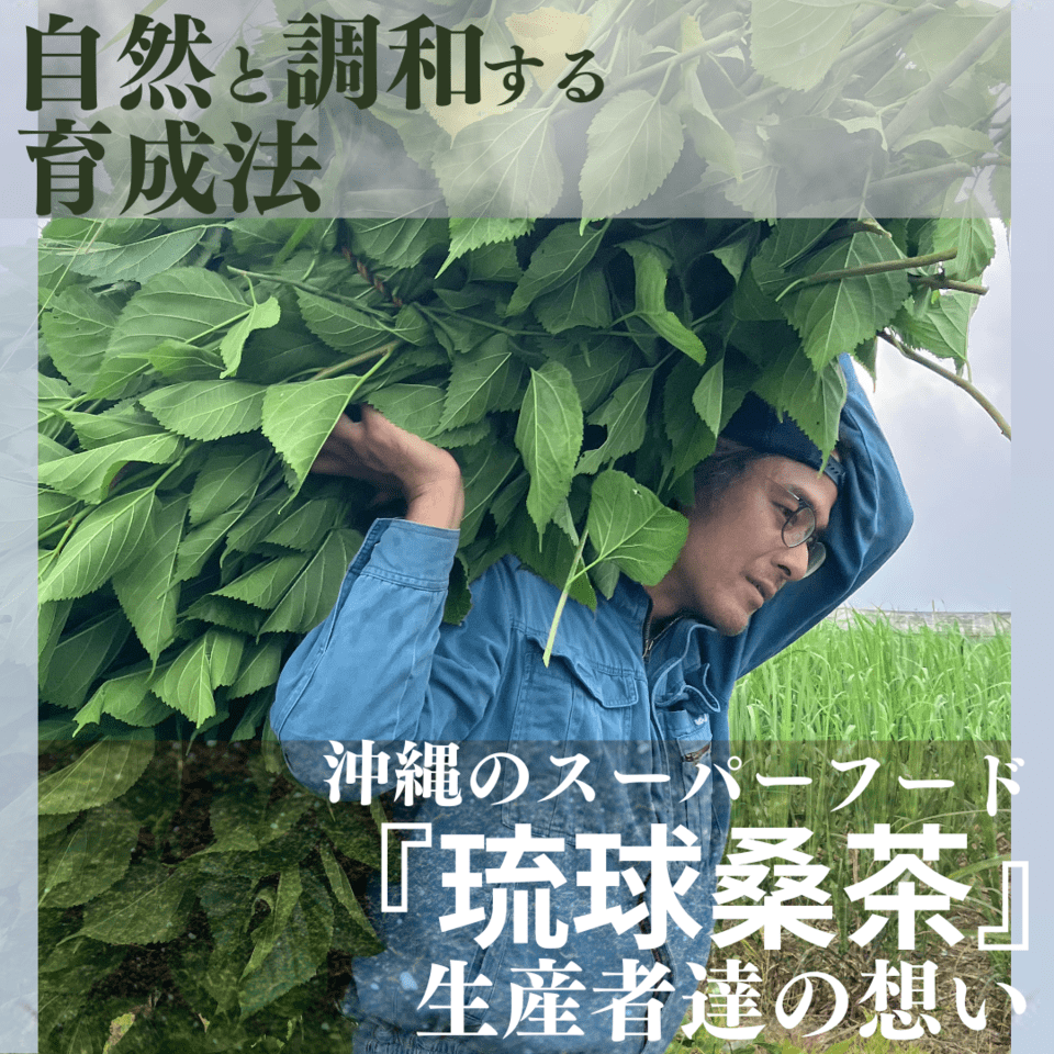 沖縄のスーパーフード『琉球桑茶』の自然と調和する育成法とその想い