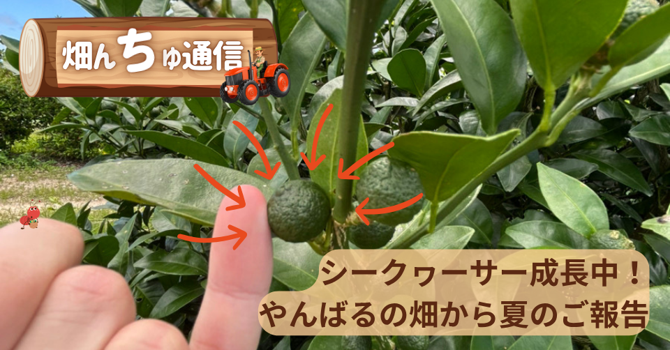 【畑んちゅ通信 vol.3】シークヮーサー成長中！やんばるの畑から夏のご報告