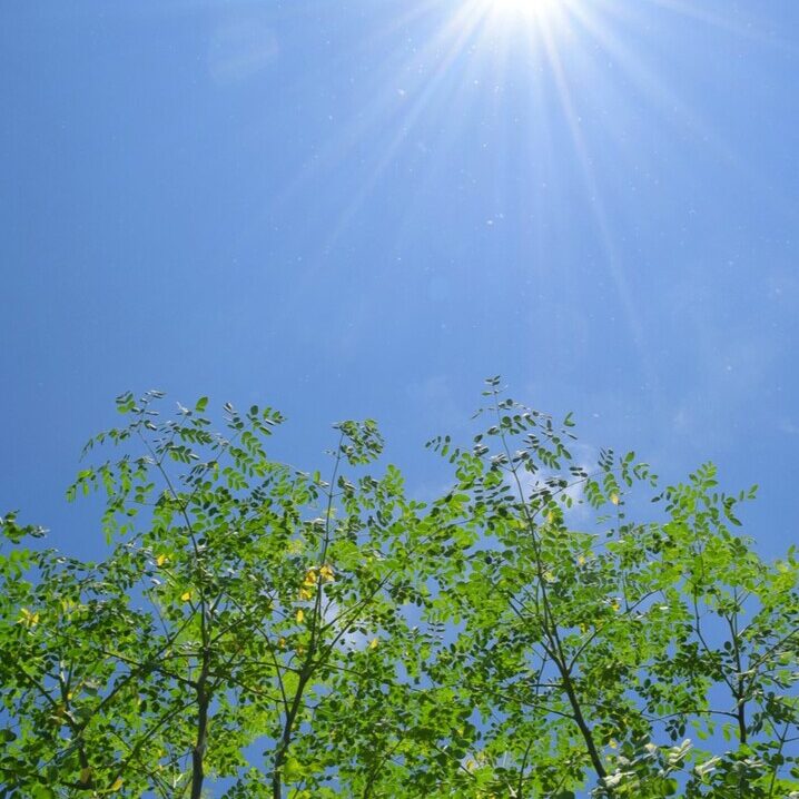 サンサンと太陽を浴びるモリンガ