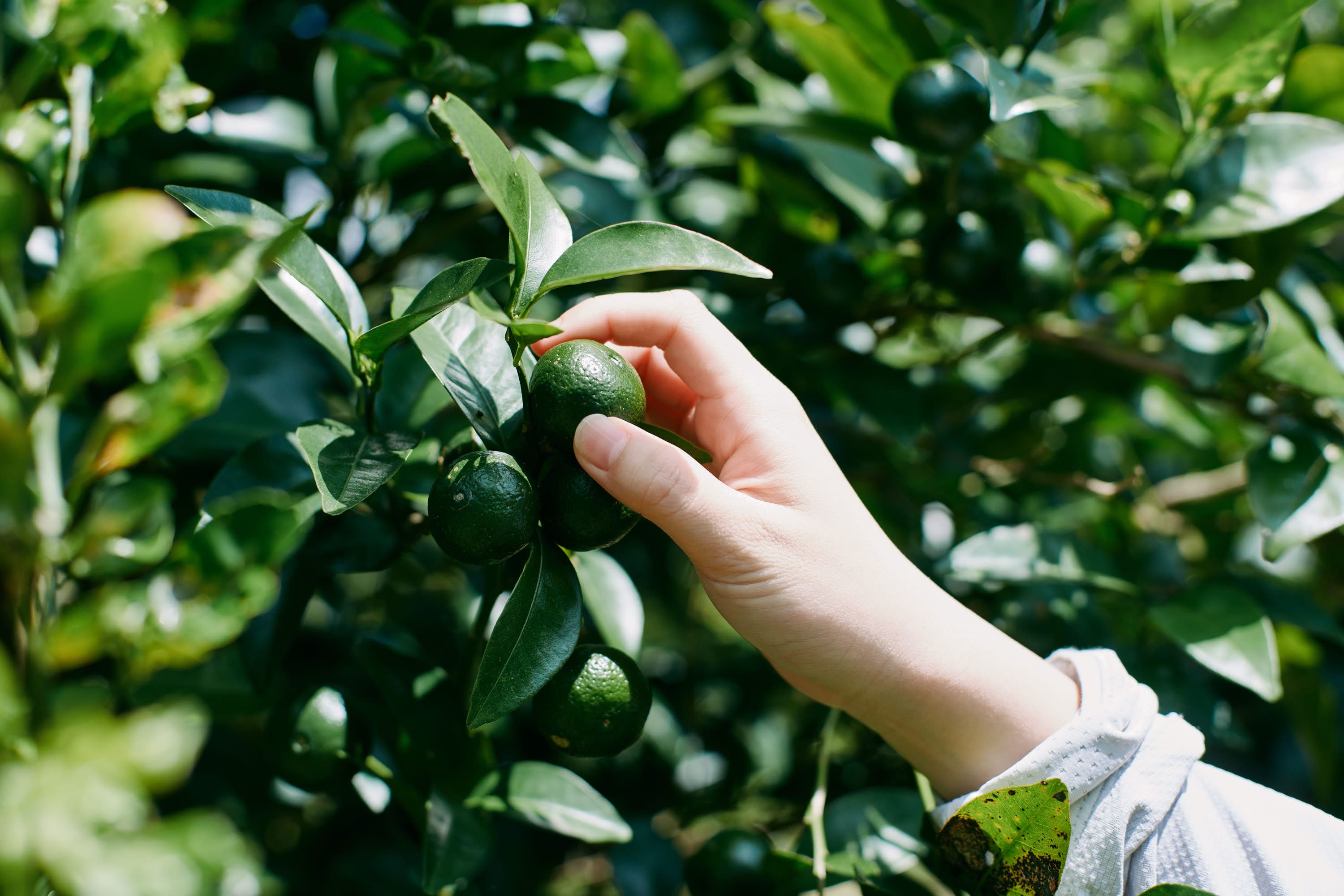 沖縄の農園でシークヮーサーを手に取る様子