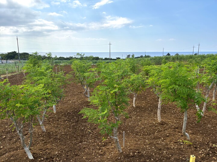 沖縄県中部の提携農家さんのモリンガ畑