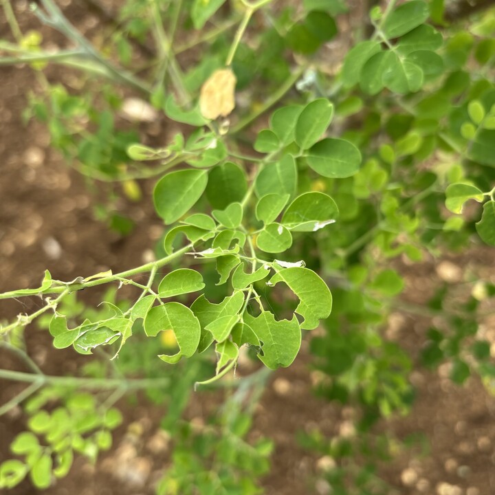 虫がつくこともあるモリンガの葉