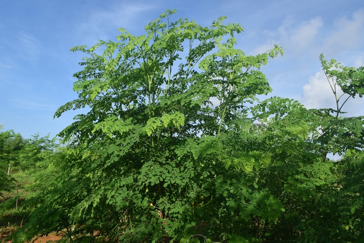 モリンガティーの原料になるモリンガの木