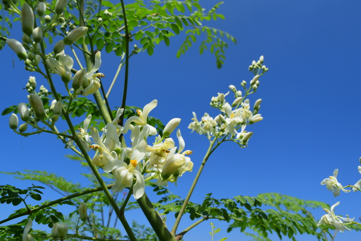 モリンガの花