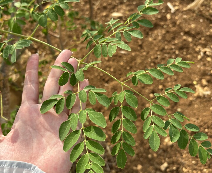 モリンガティーの原料になるモリンガの葉っぱ