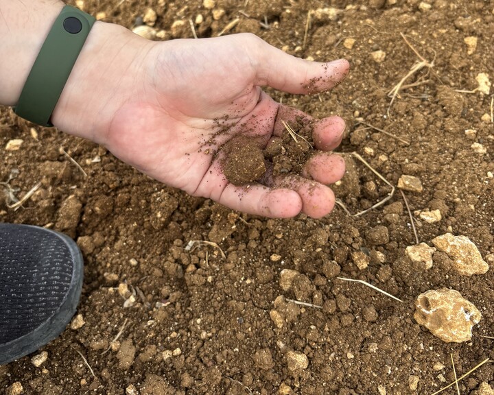 モリンガ畑の土のようす