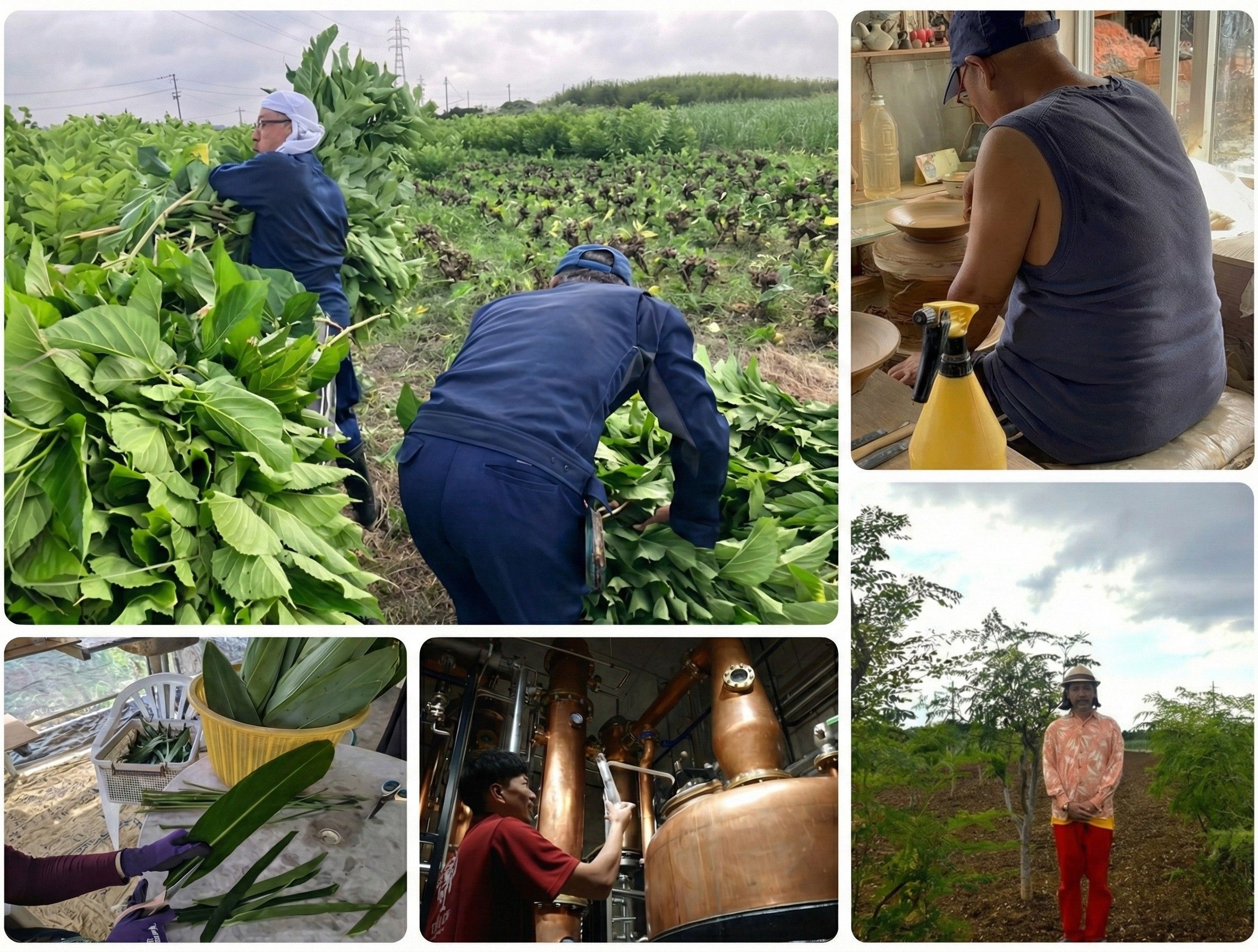 沖縄のつくり手（農家・職人・加工現場など）の取材写真コラージュ