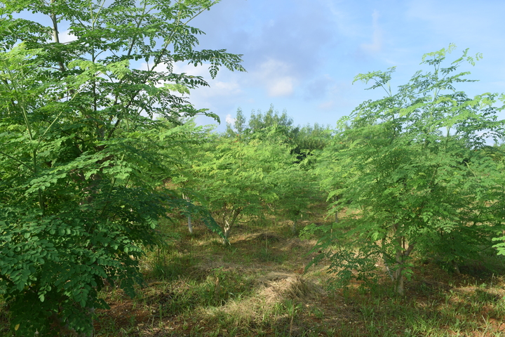 沖縄県北部のモリンガ畑