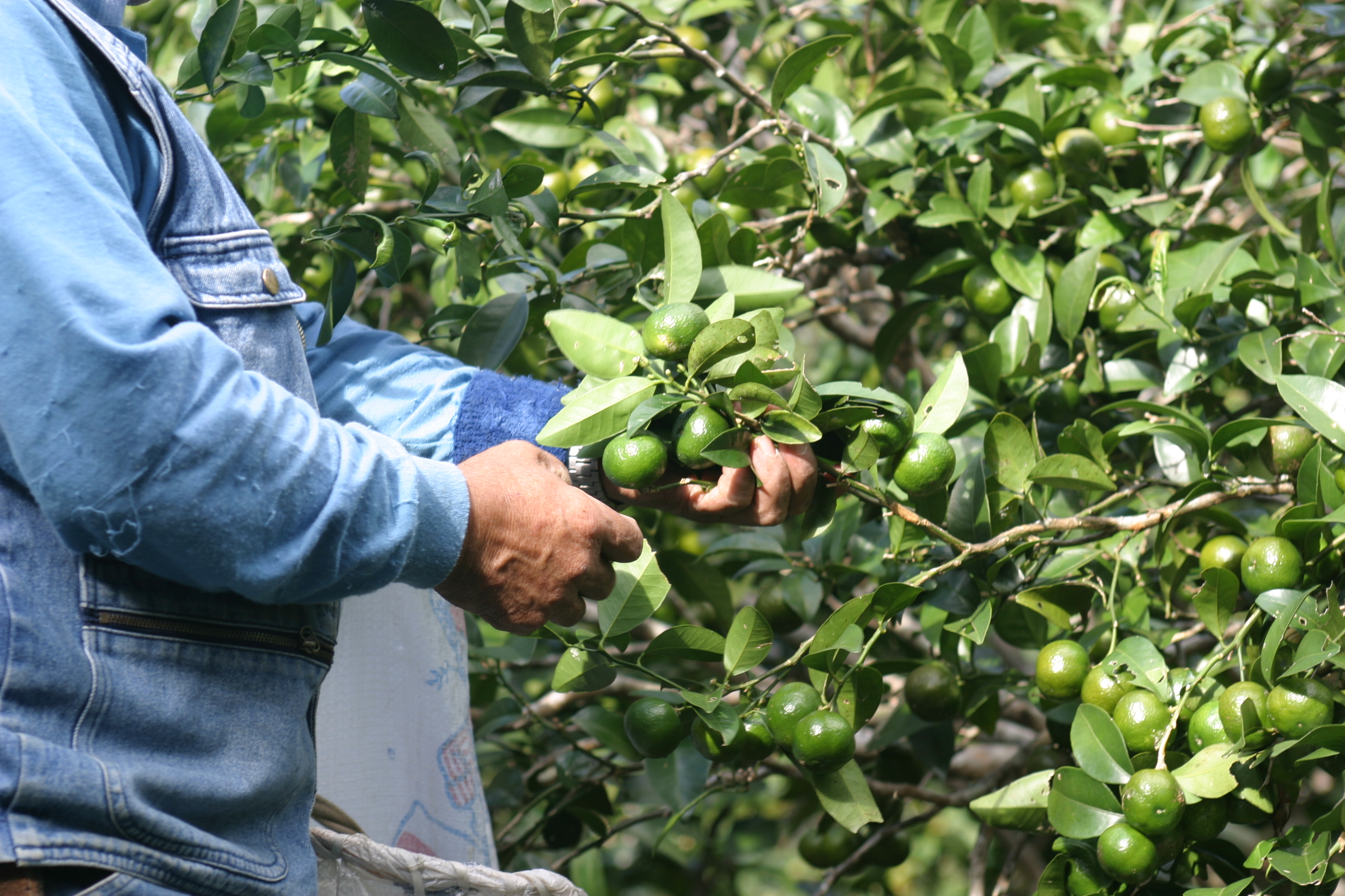 青いシークヮーサーの果実を手作業で収穫する様子