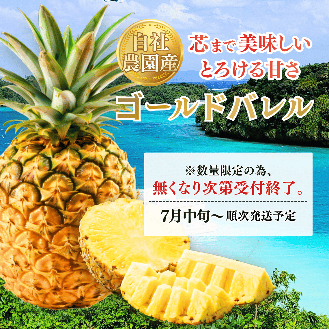 自社農園産!希少なパイン『ゴールドバレル』を数量限定で販売!メイン画像1